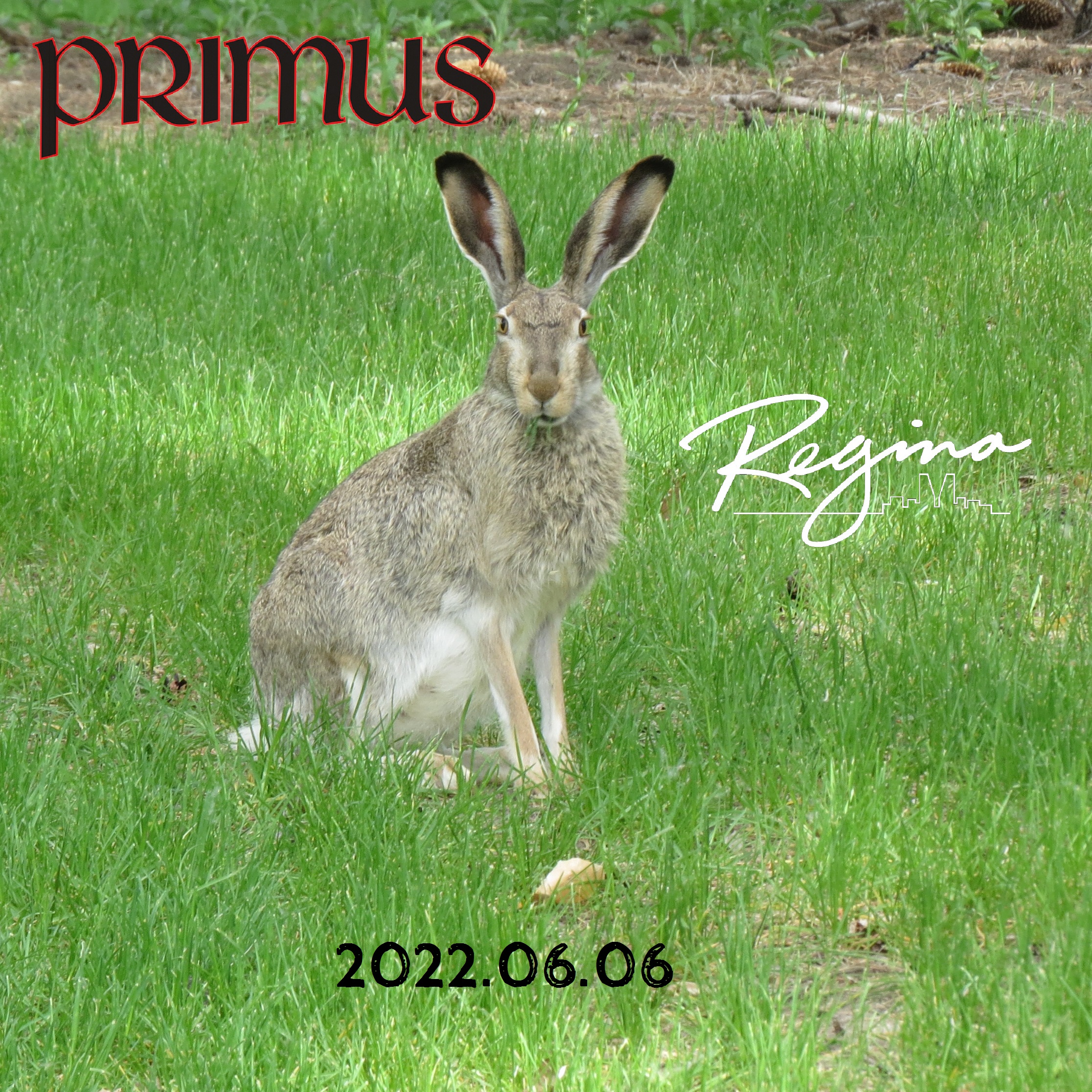 Primus2022-06-06TheArtsCentreReginaCanada (3).jpg